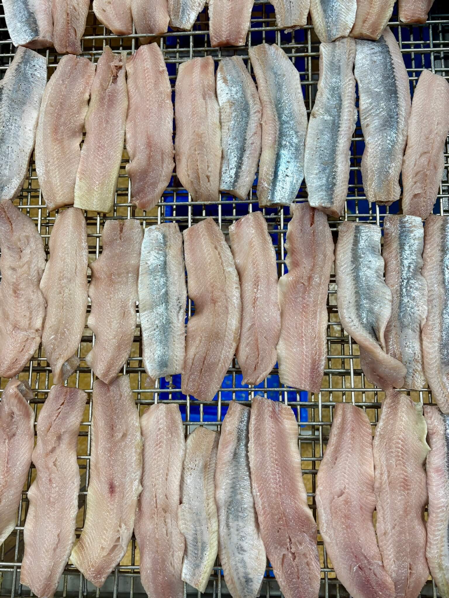 Harengs frais disposés sur grille, vue de dessus, Simon Dutriaux
